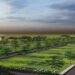 sobha-conserve